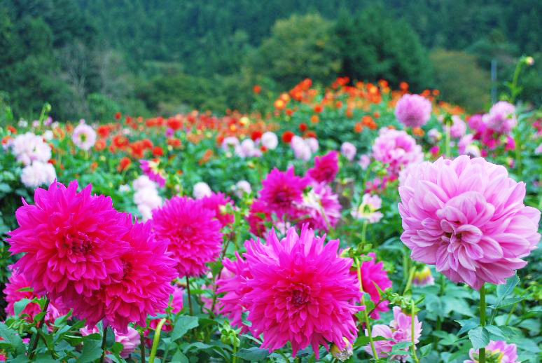 両神山麓花の郷 ダリア園